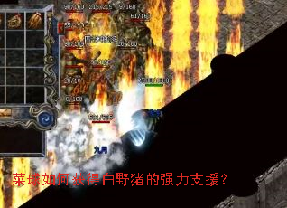 菜球如何获得白野猪的强力支援? 菜球如何获得白野猪的强力支援?