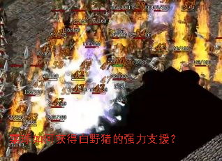 菜球如何获得白野猪的强力支援? 菜球如何获得白野猪的强力支援?